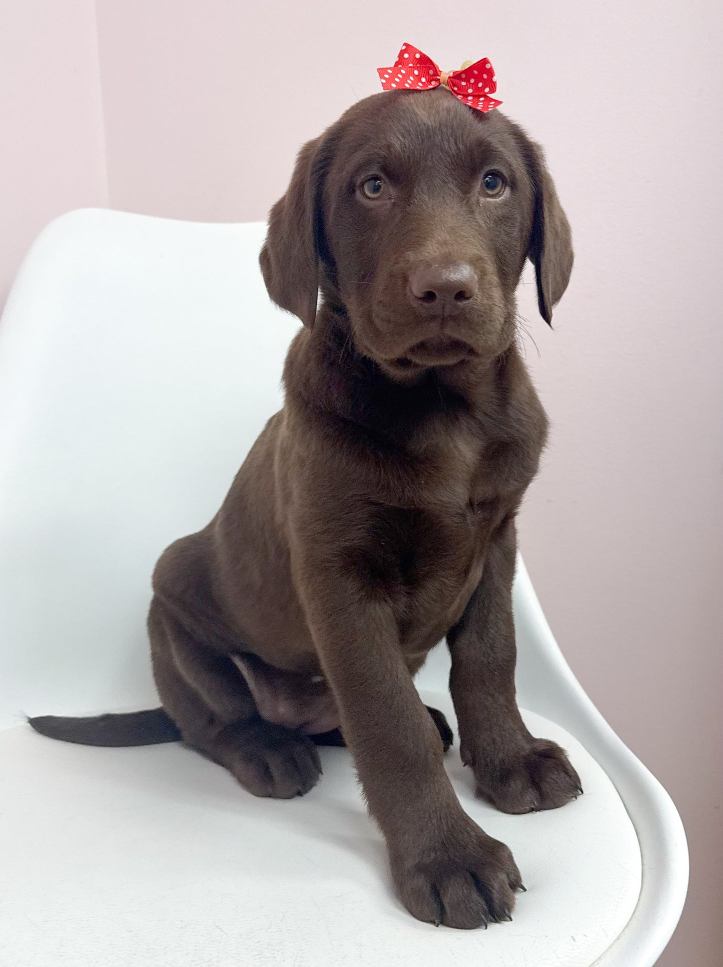 Emma- Female Labrador Retriever