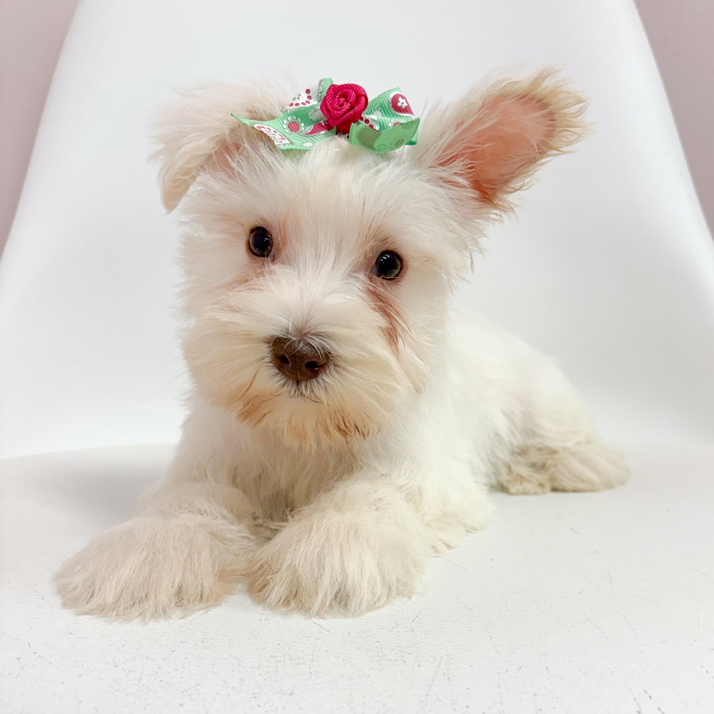Ivory- Female Mini Schnauzer