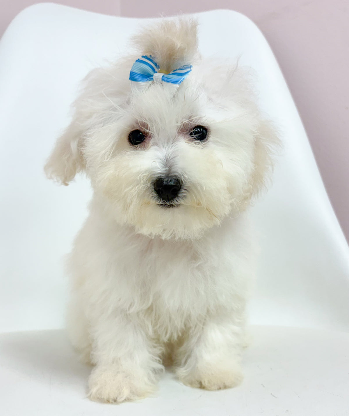 Honey- Female Bichon-poo