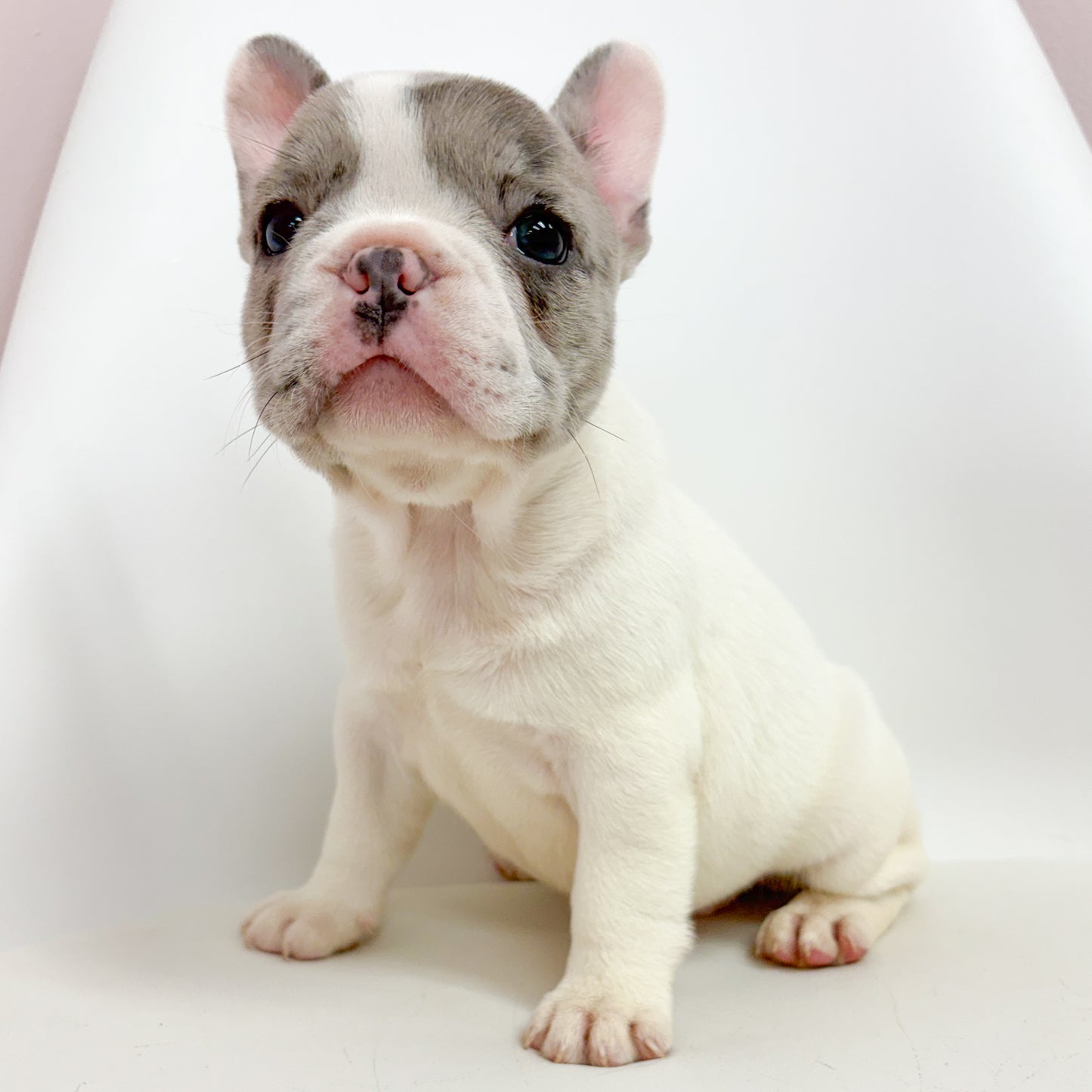 Athena- Female French Bulldog