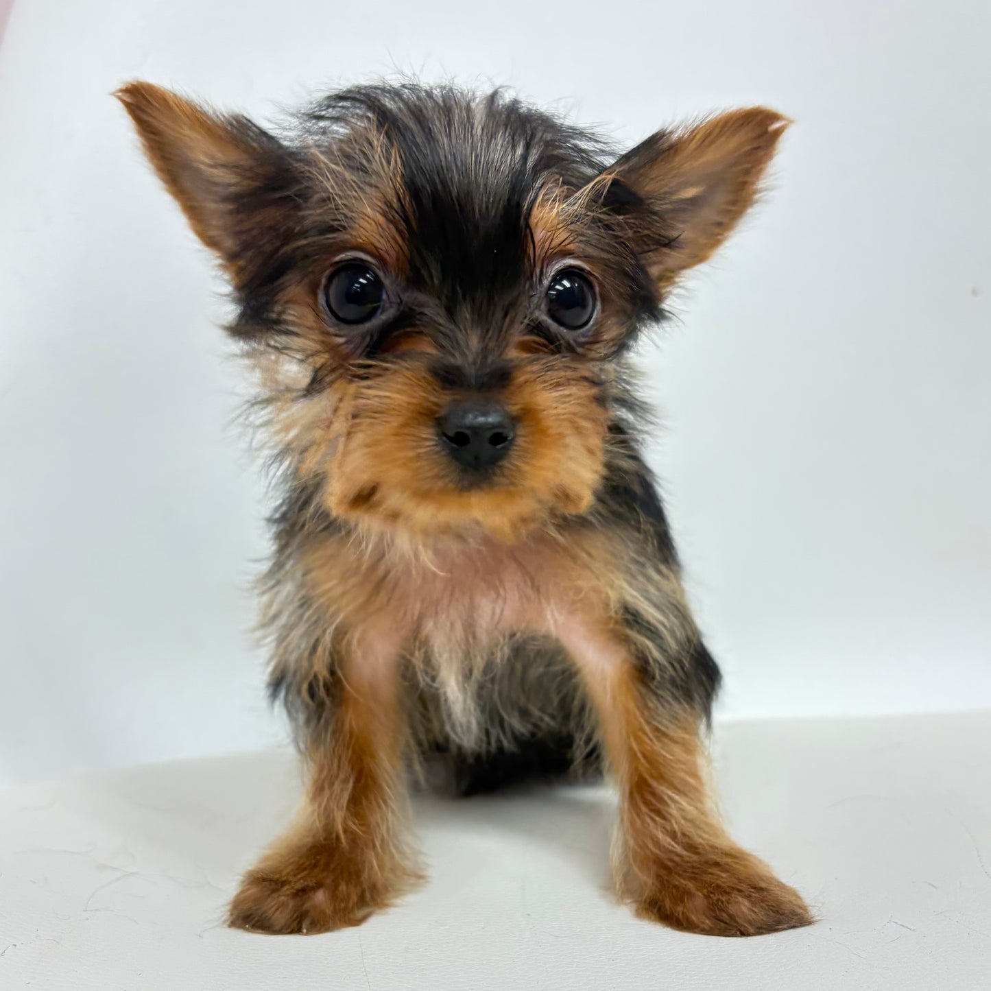 Louie- Male Yorkie
