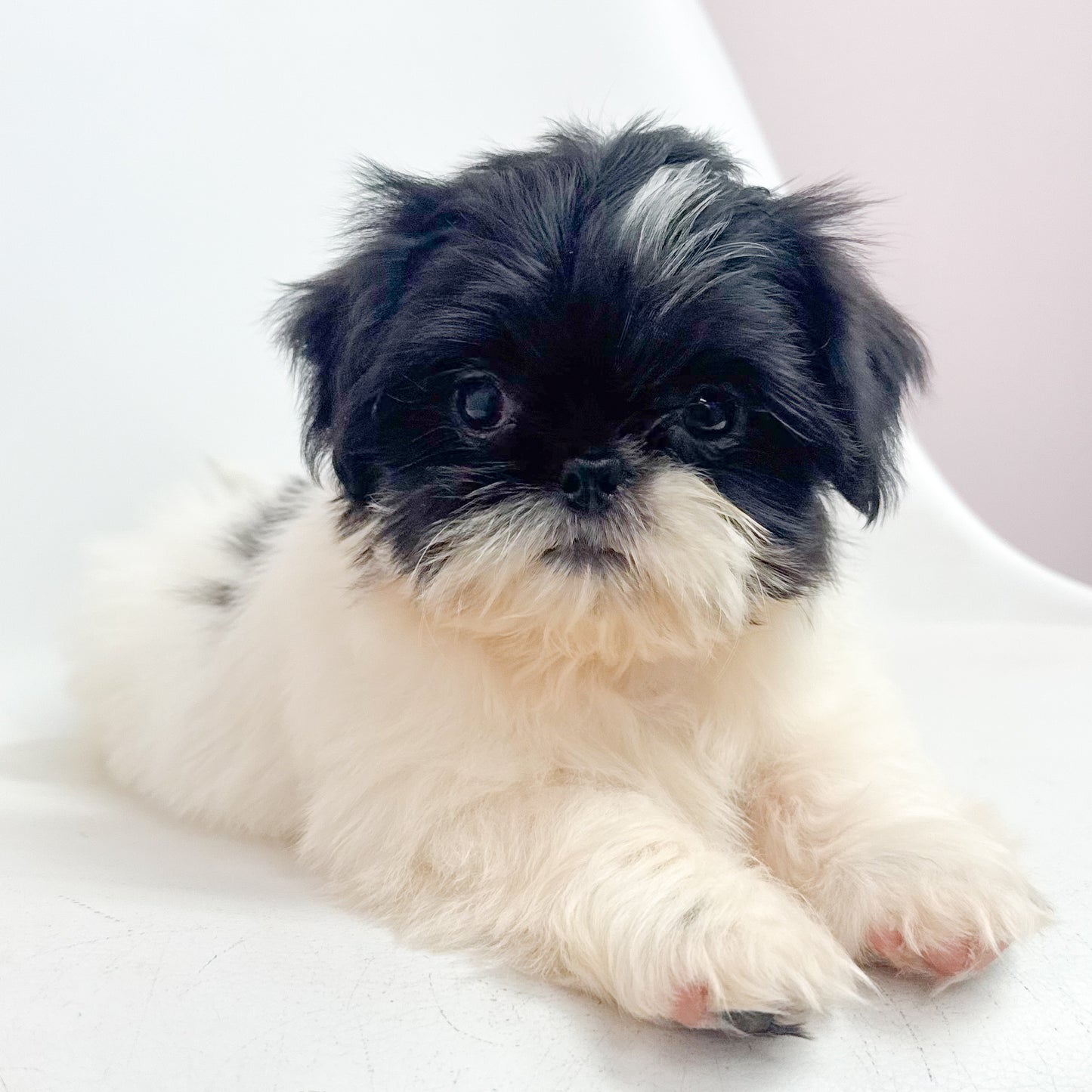 Simon-Male Shih Tzu