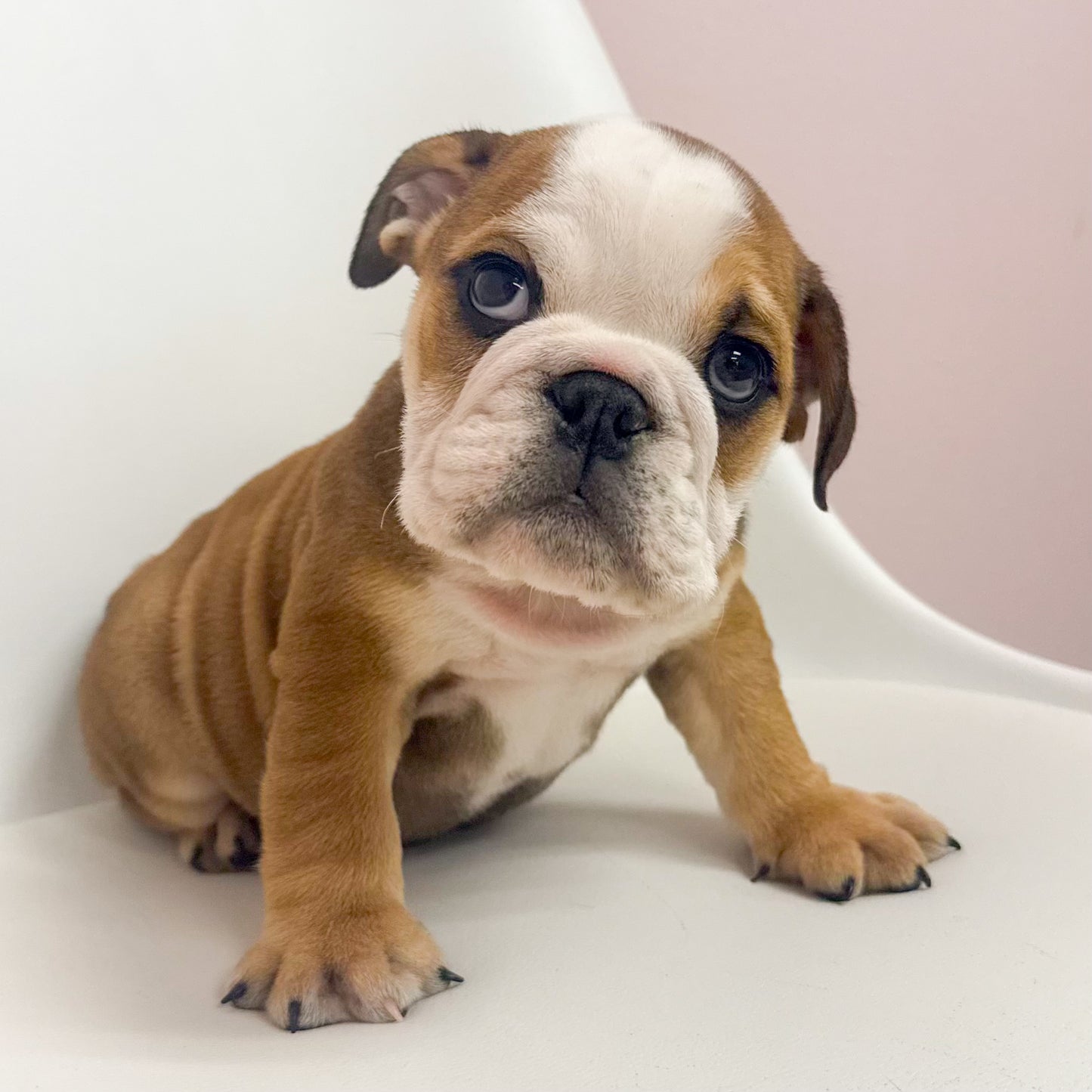 Tank- Male English Bulldog