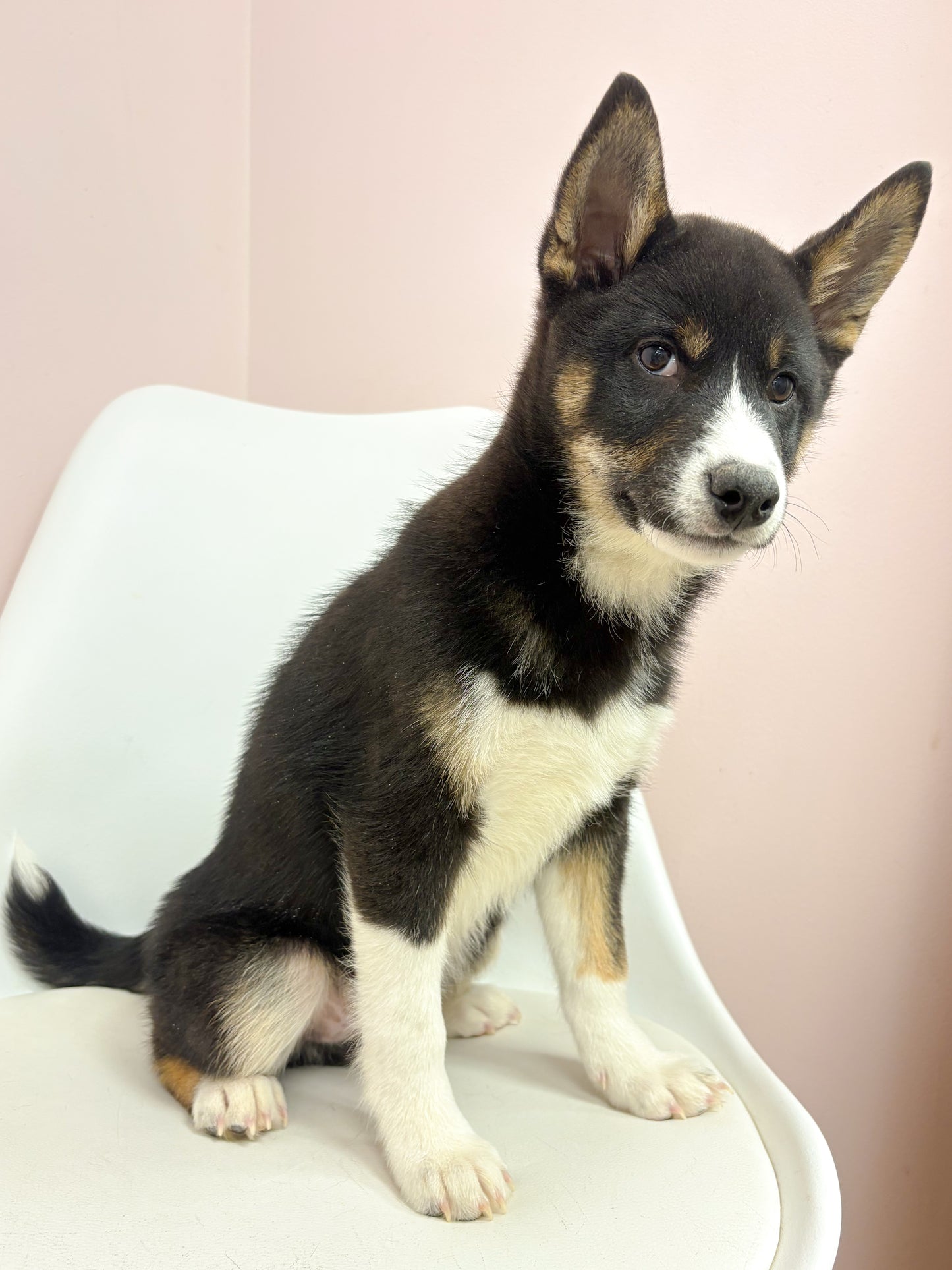 Simba- Male Shiba Inu