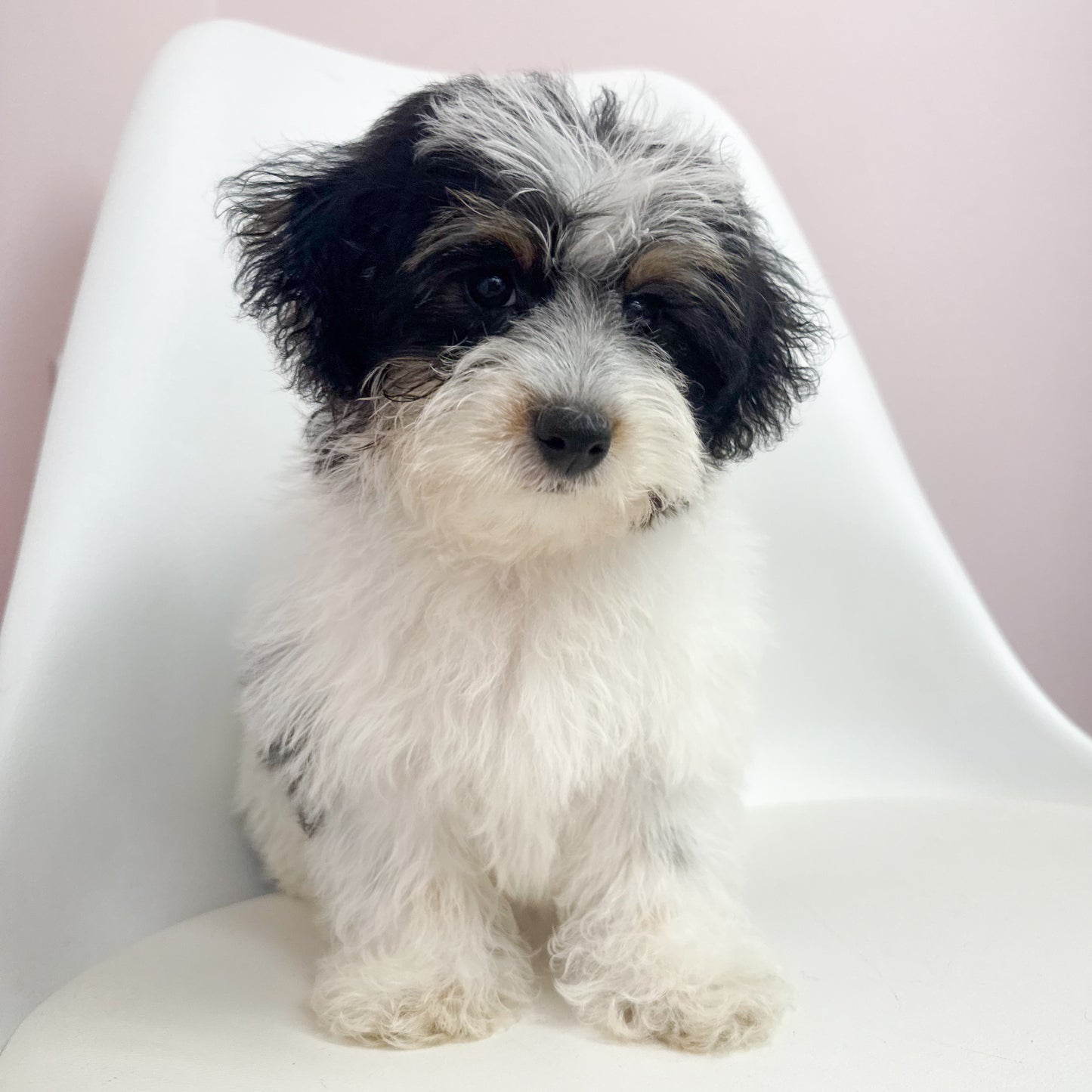 Snickers- Male Yorkiepoo