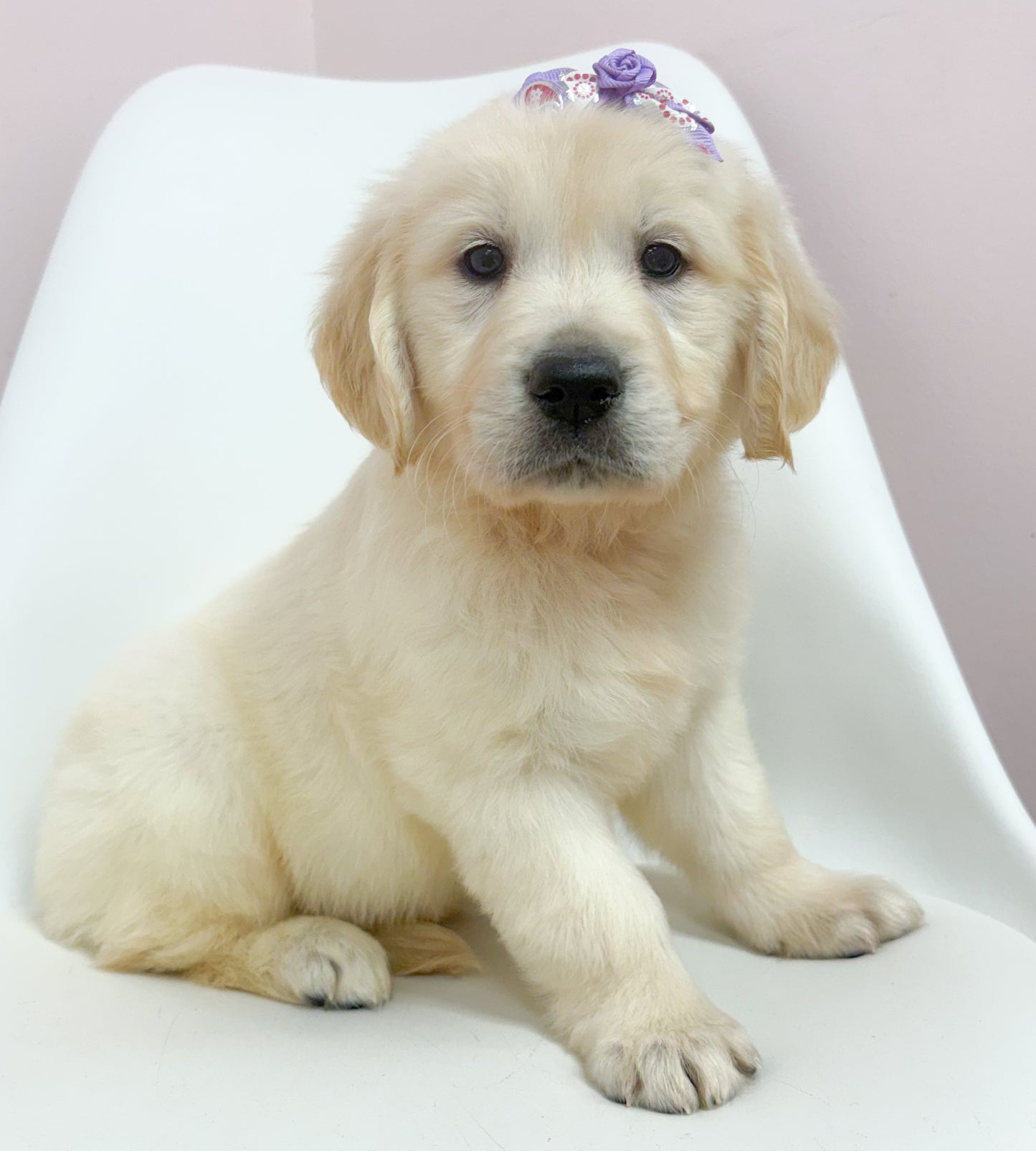 Jolene-Female Golden Retriever