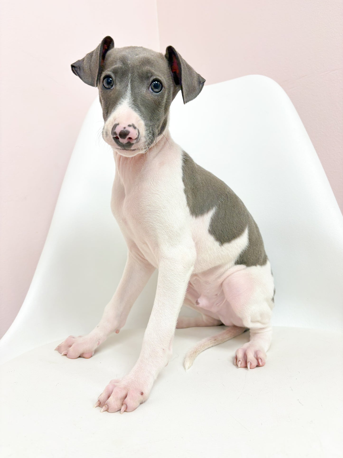 Nico- Male Italian Greyhound