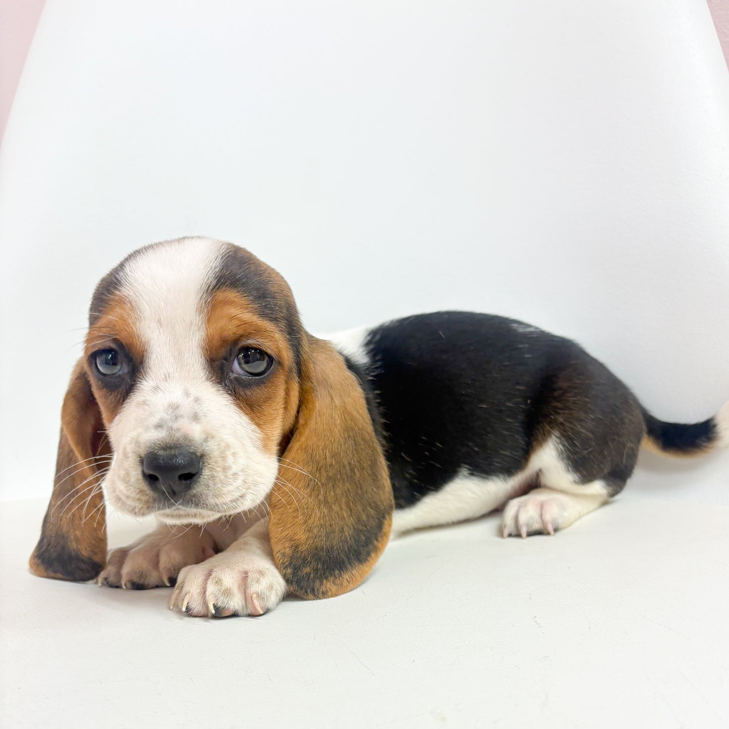 Bertha-Female Basset Hound