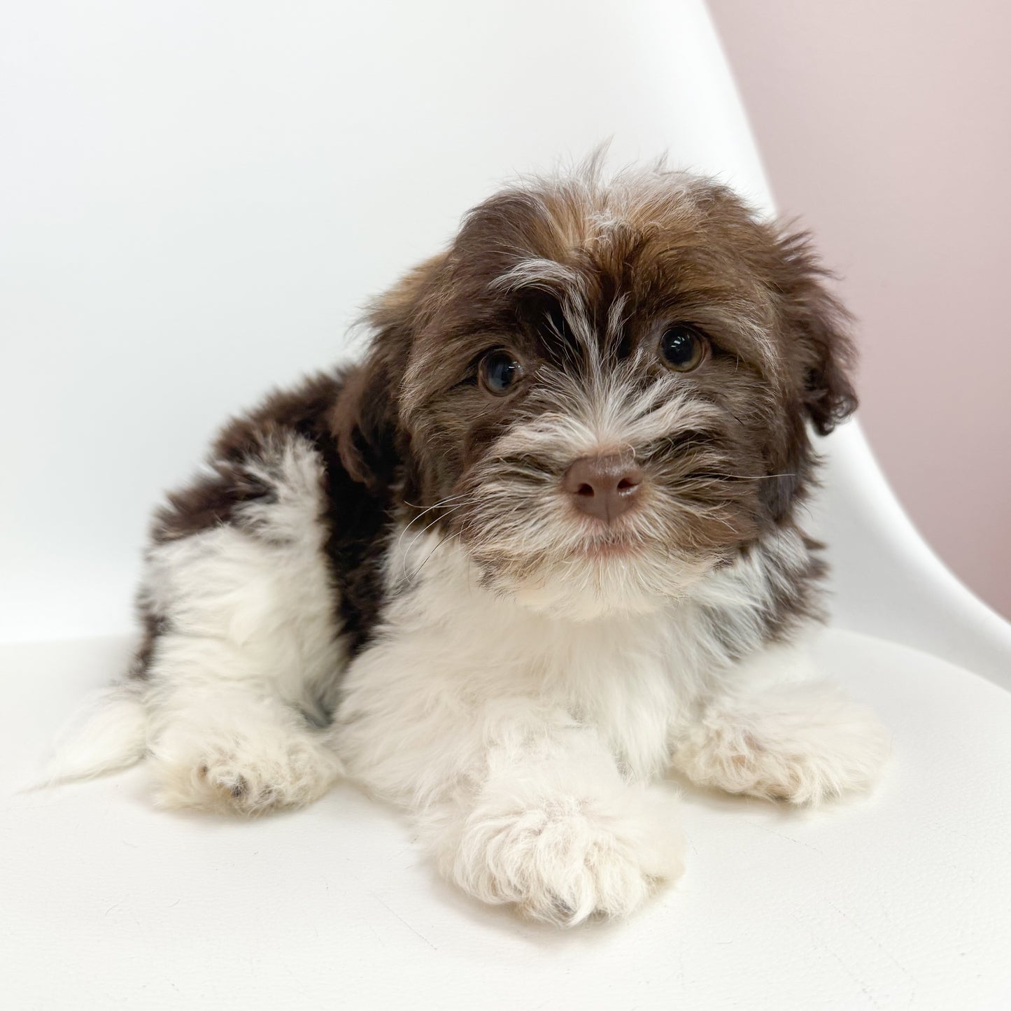 Moose- Male Havanese