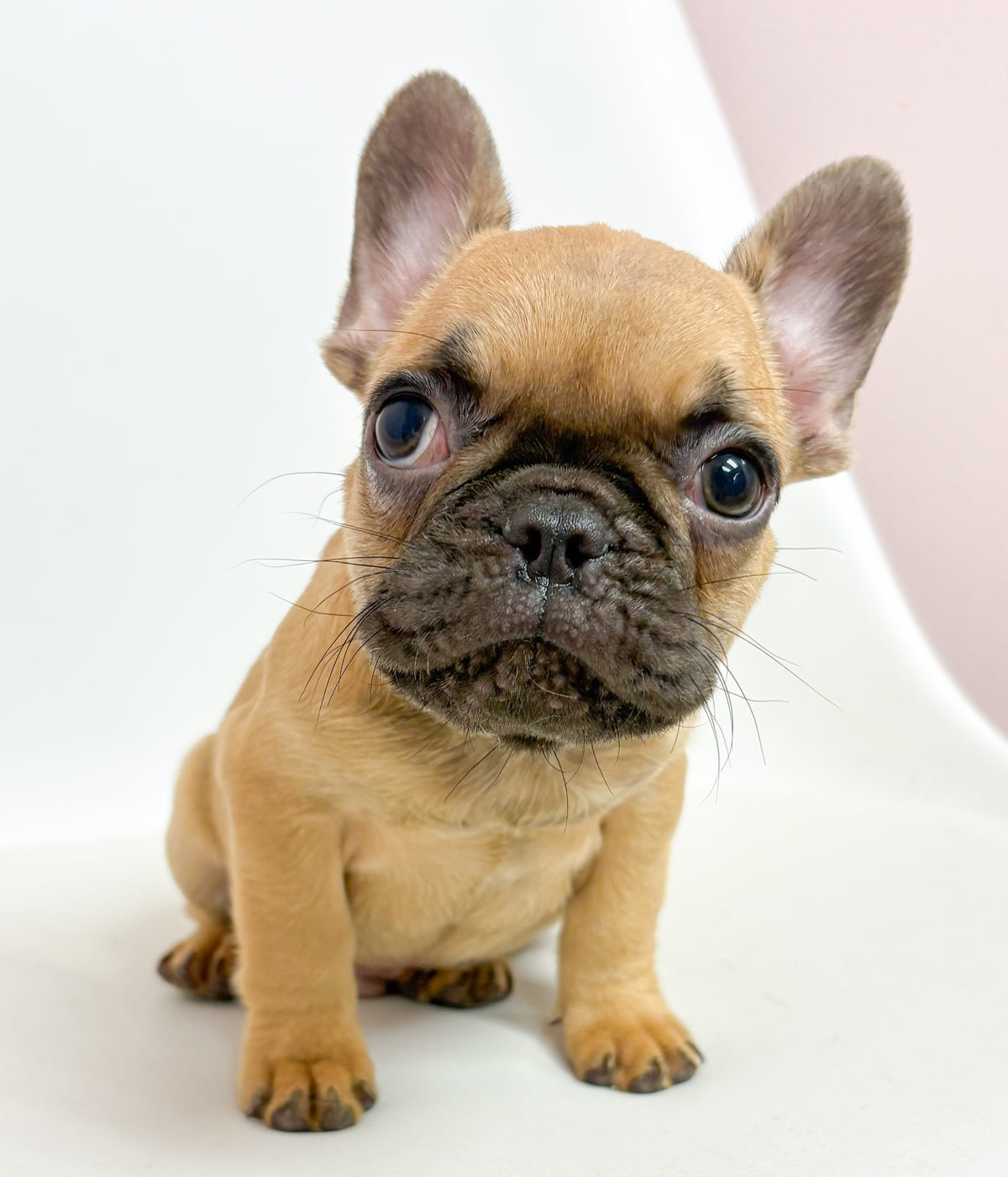 Felix- Male French Bulldog