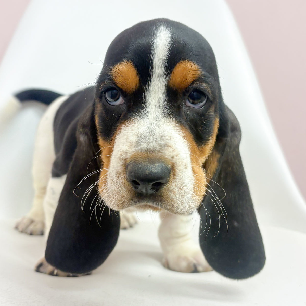 Cornbread- Male Basset Hound