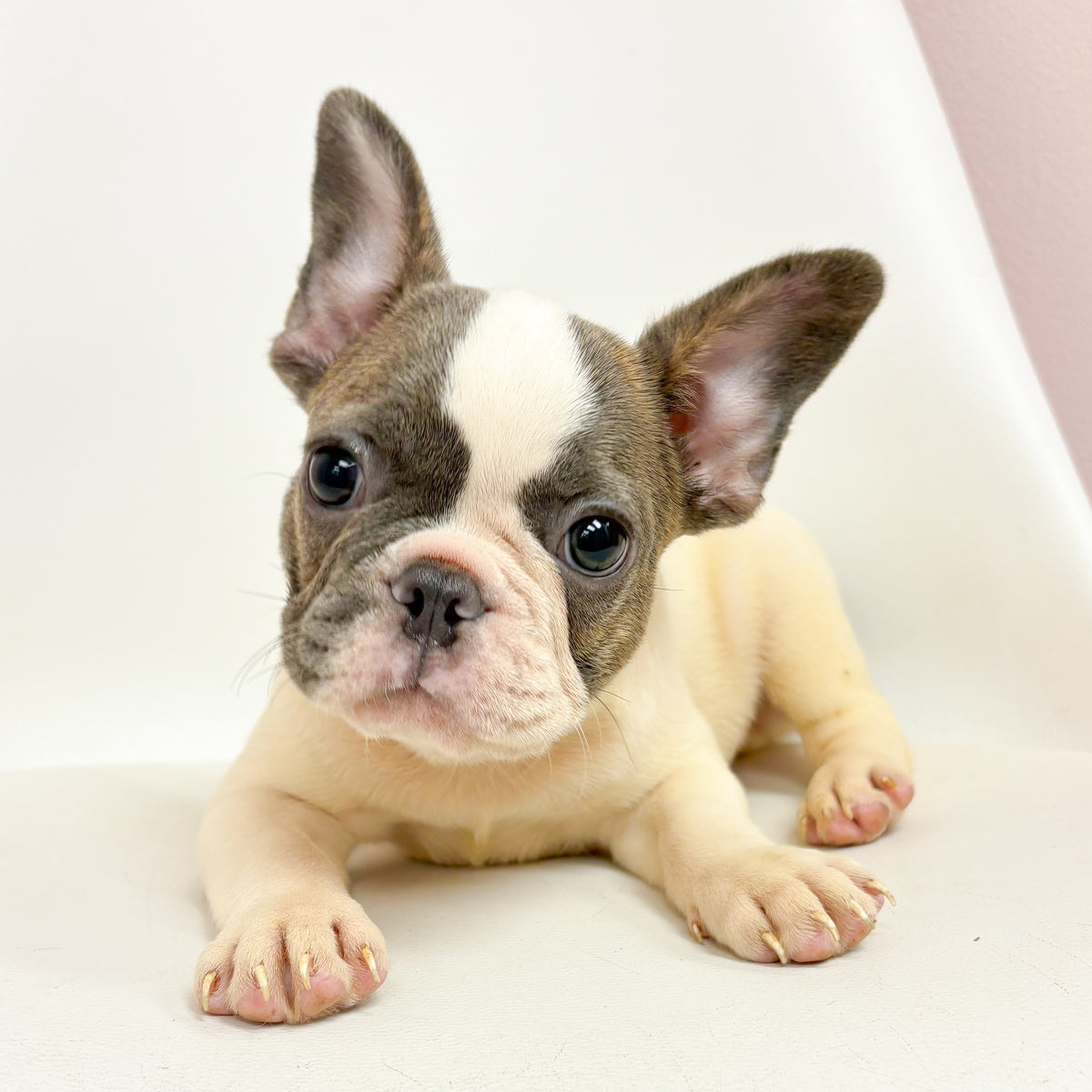 Lionel- Male French Bulldog