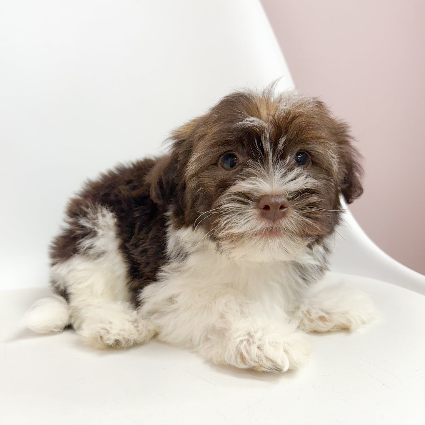 Moose- Male Havanese