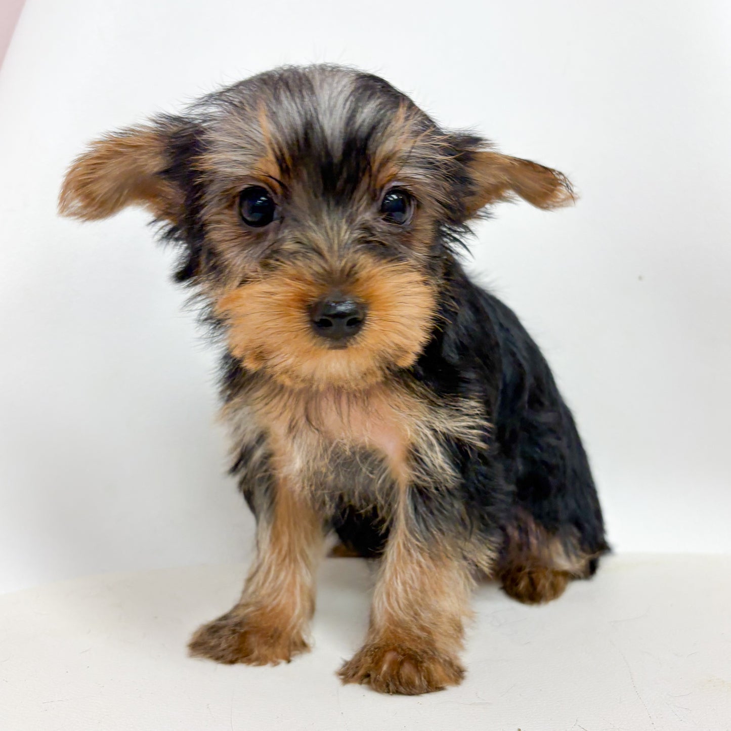 Winston- Male Yorkie