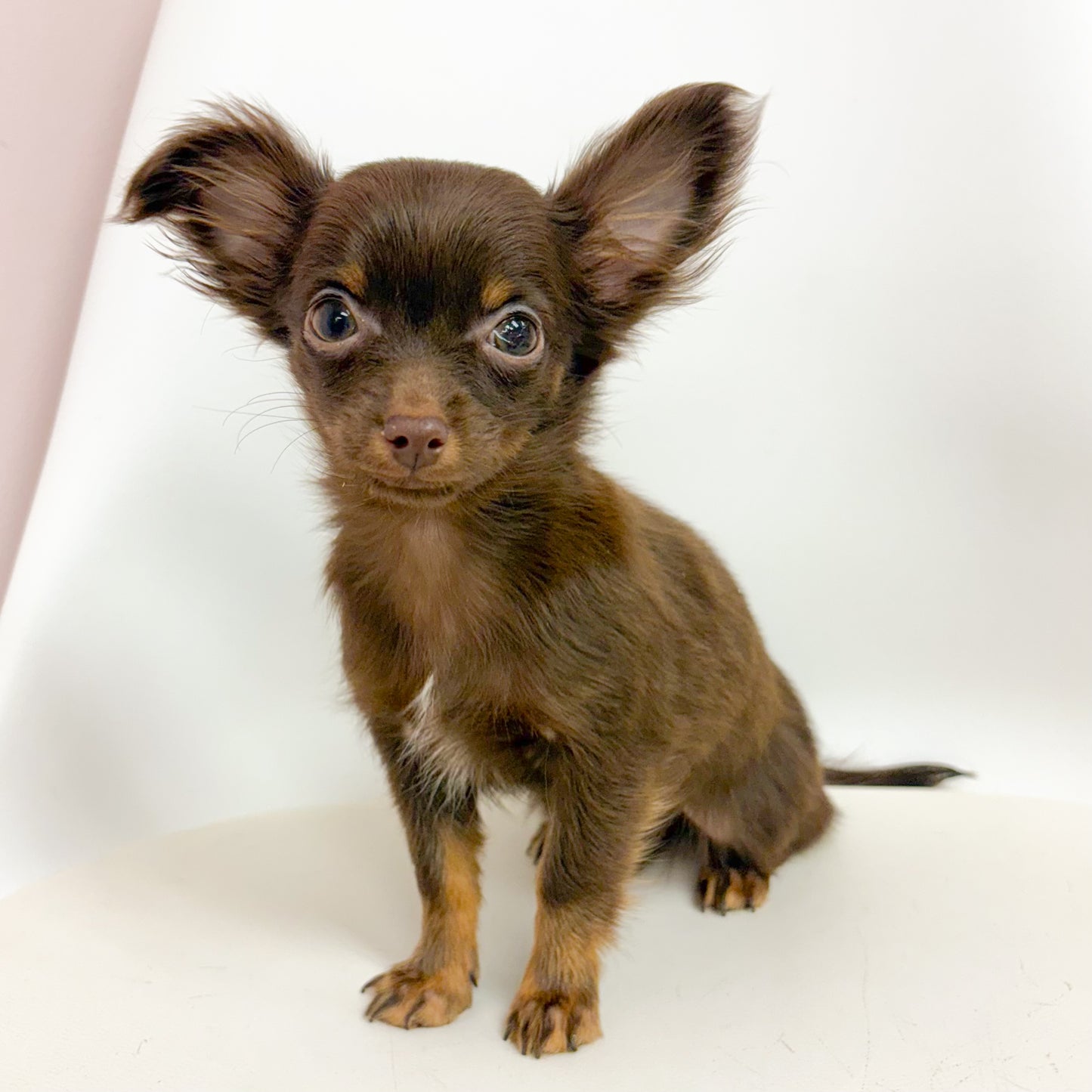 Cinnamon- Female Chihuahua