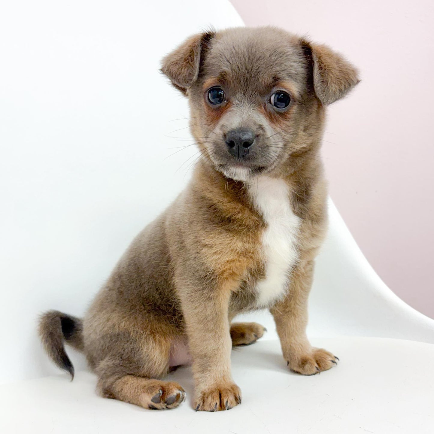 Chip- Male Chihuahua mix