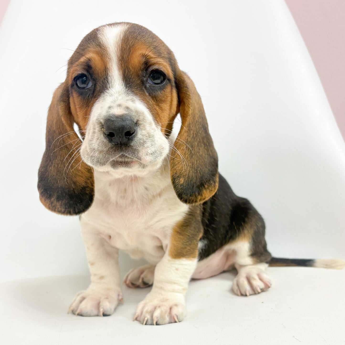 Nelson-Male Basset Hound