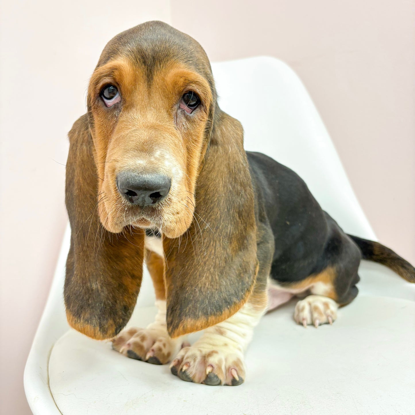 Bobby- Male Basset Hound
