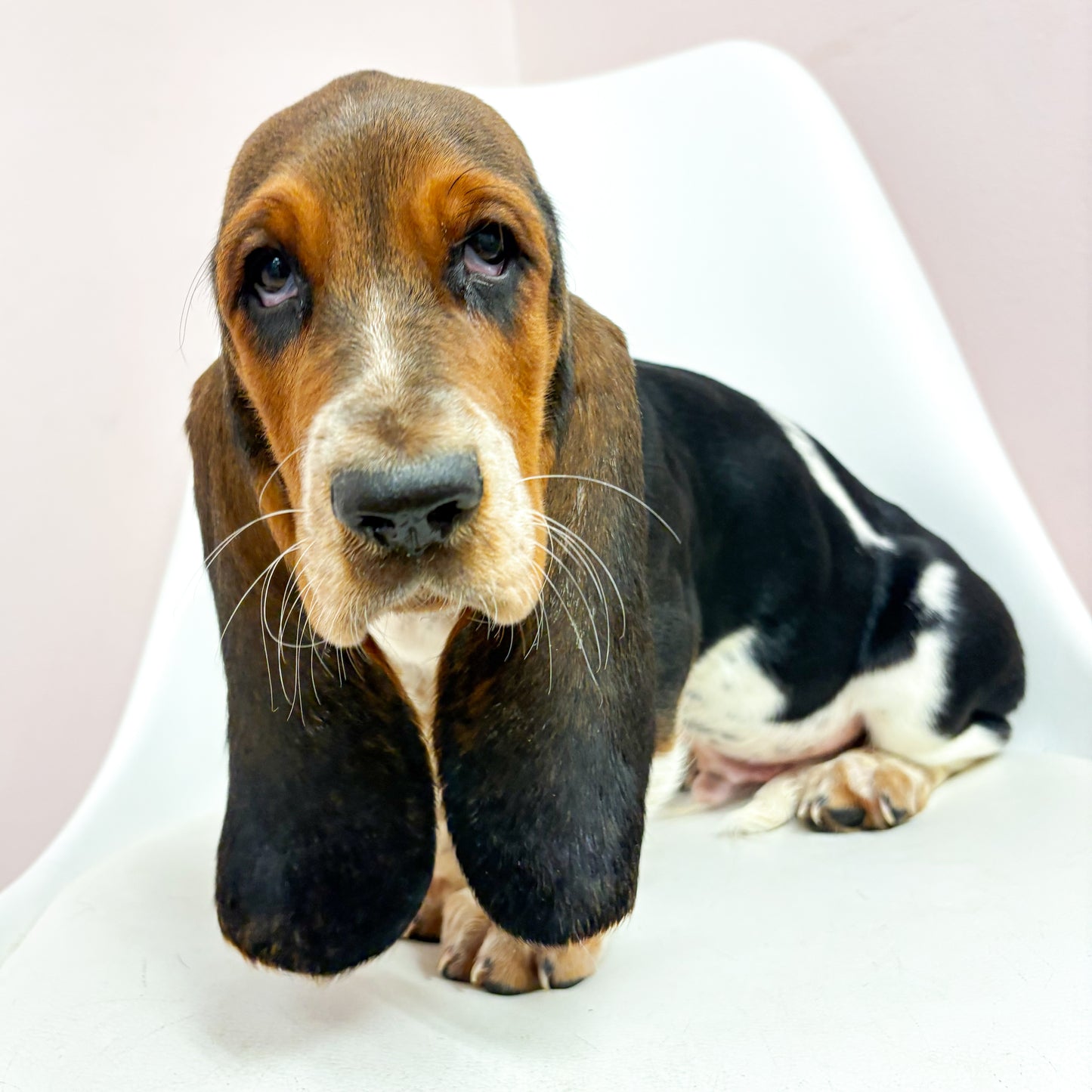 Jethro- Male Basset Hound