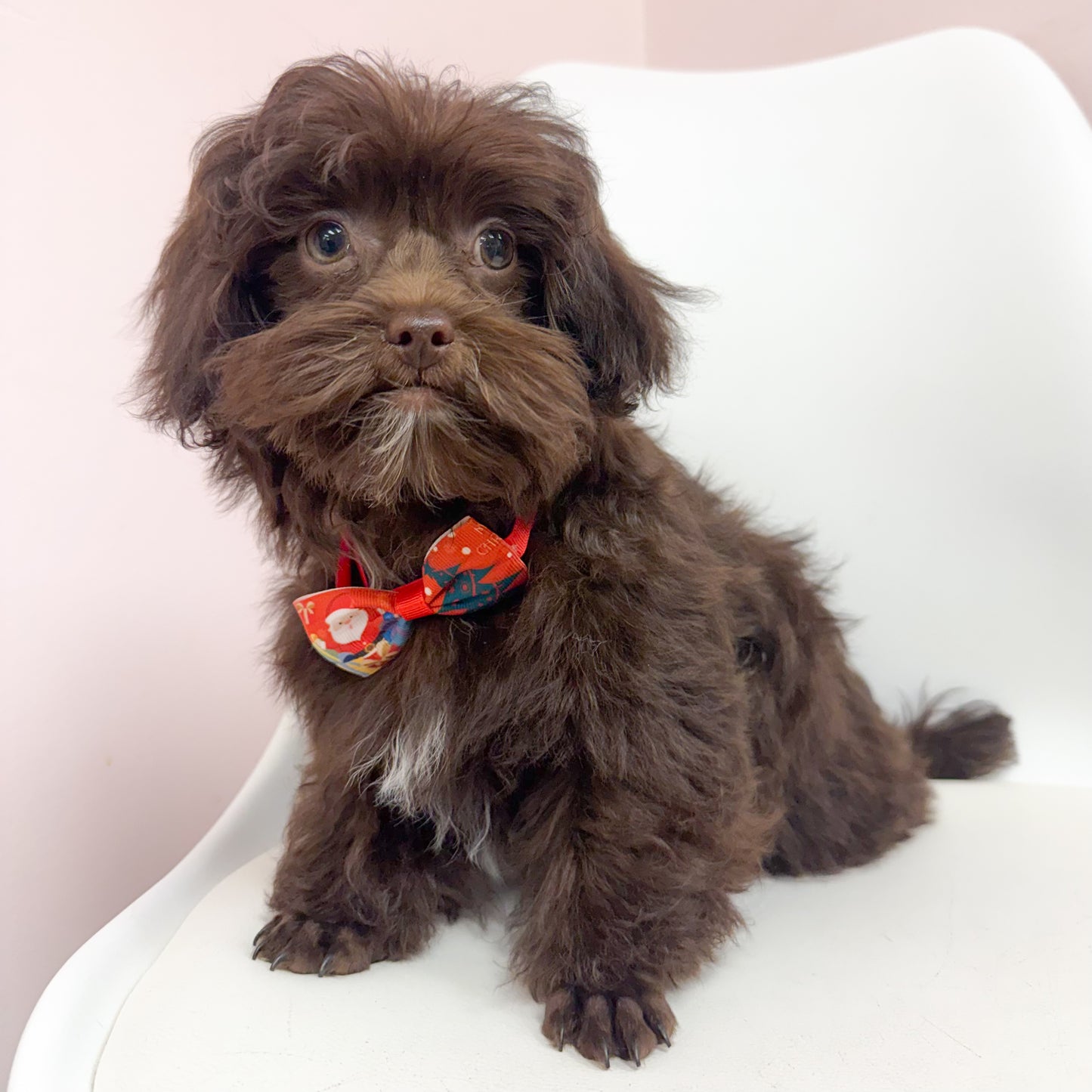 Mocha- Male Shipoo