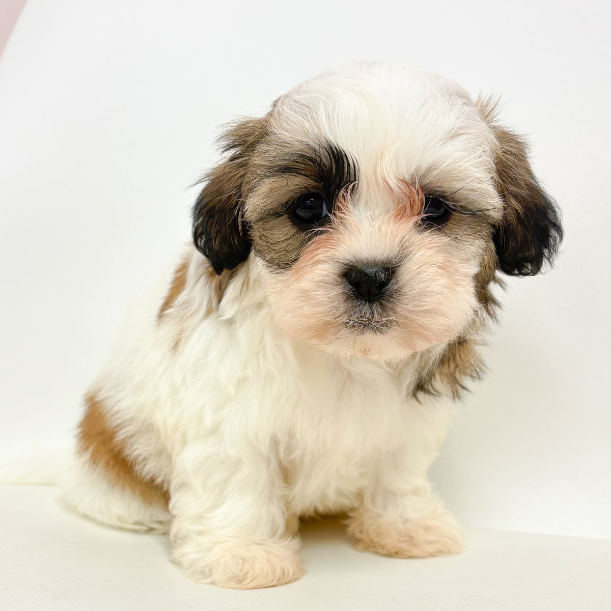 Archie- Male Shih Tzu