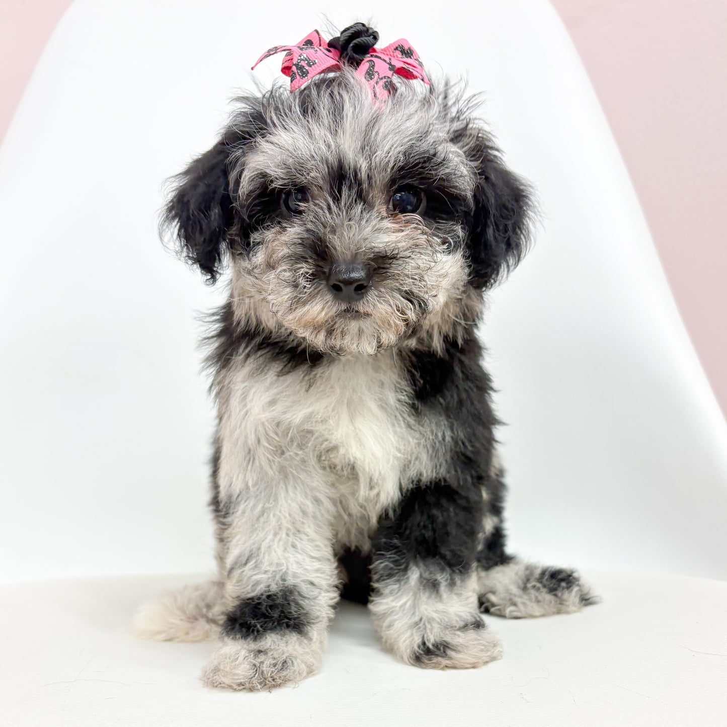 Jasmine- Female Mini Poodle