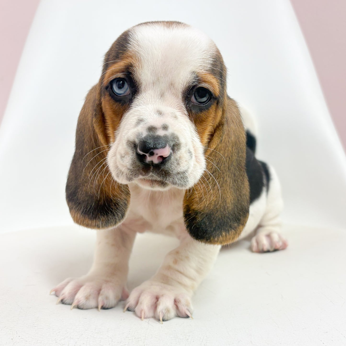 Delilah-Female Basset Hound