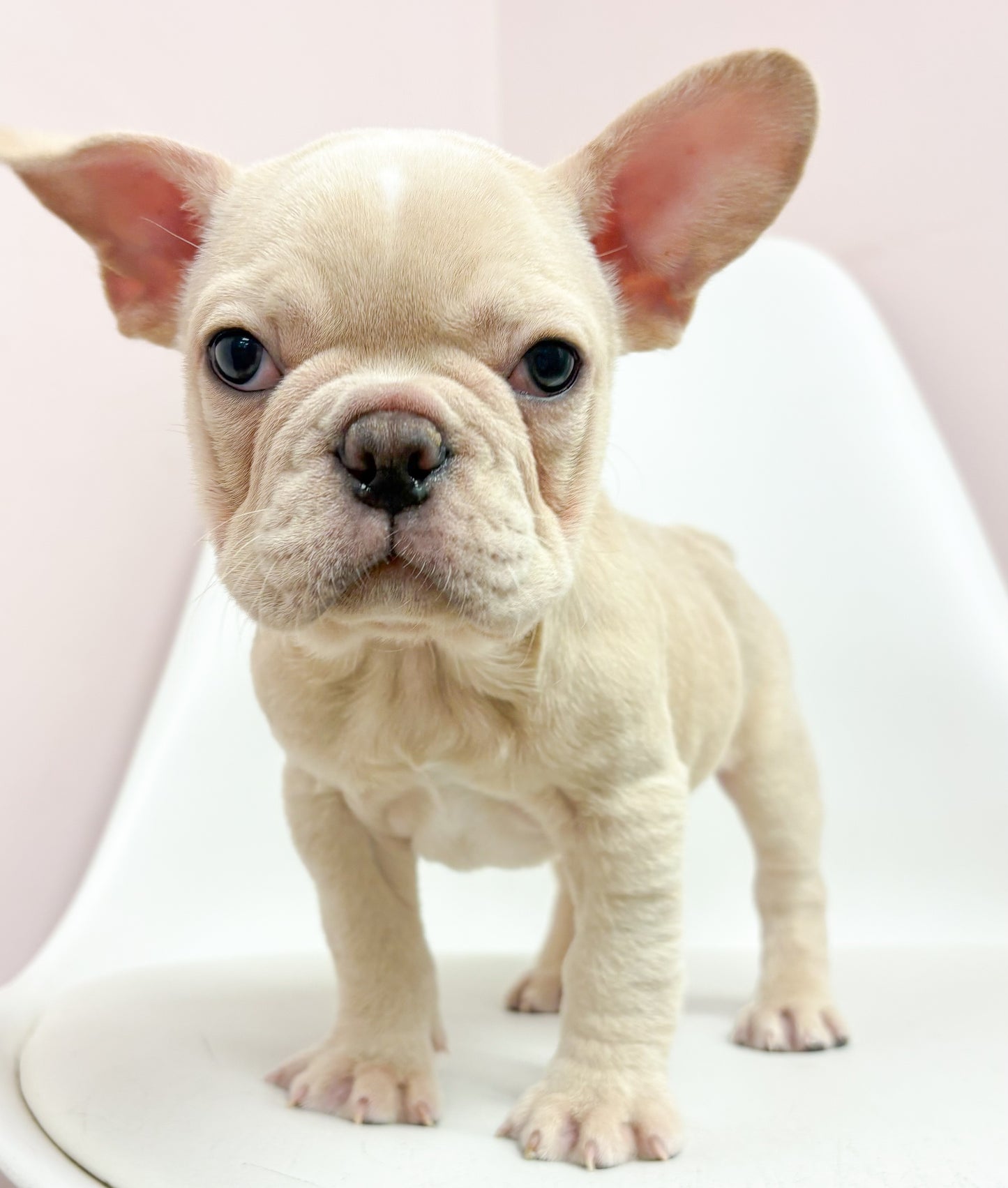 Herb- Male French Bulldog