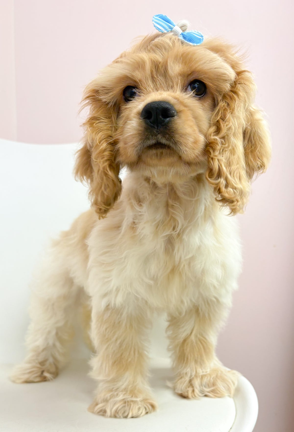 Peaches- Female Cocker Spaniel