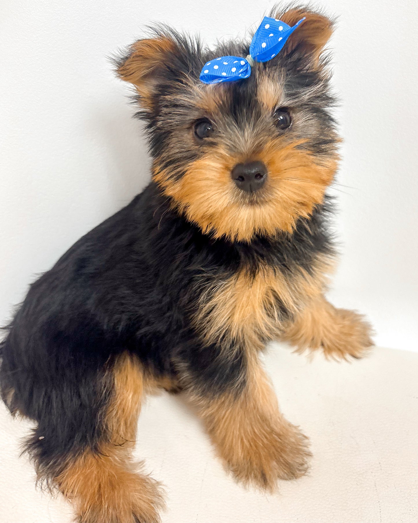 Zoey- Female Yorkie