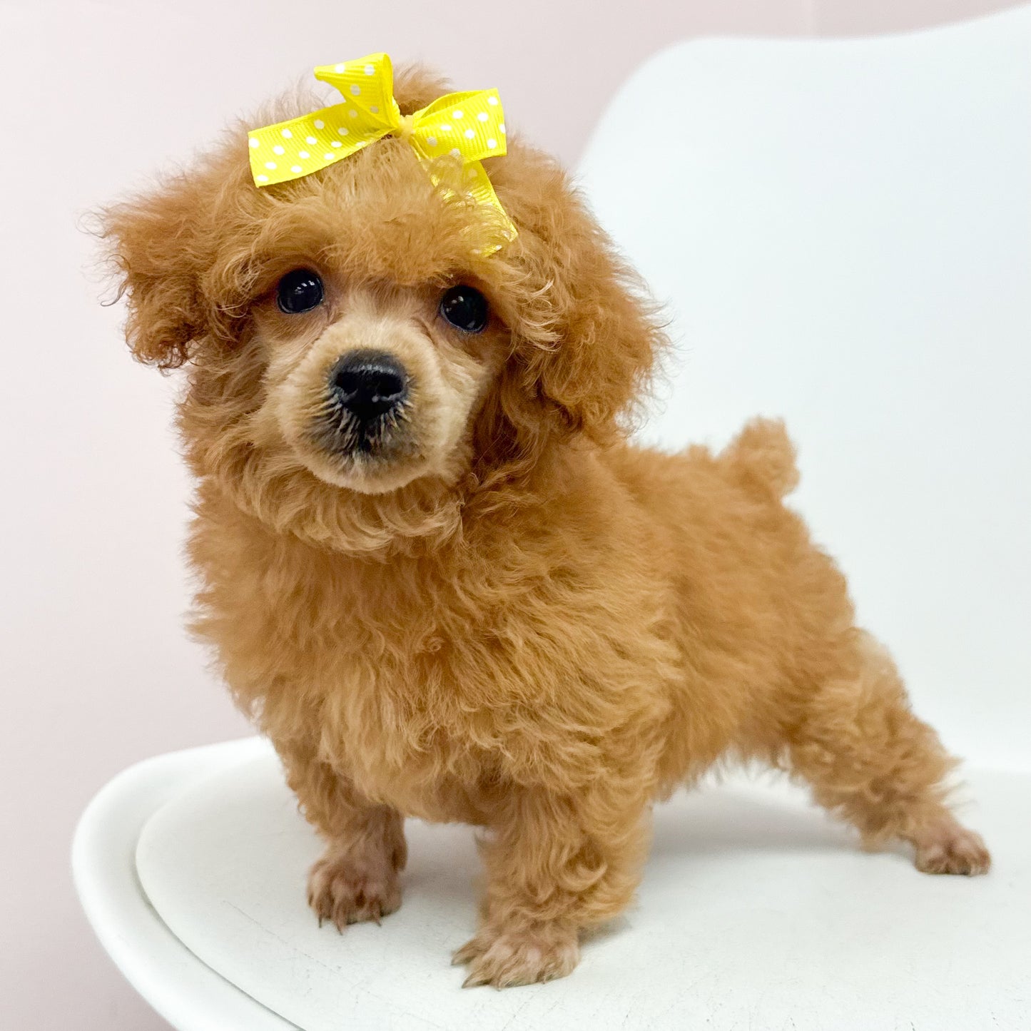 Ruby Ann-Female Toy Poodle