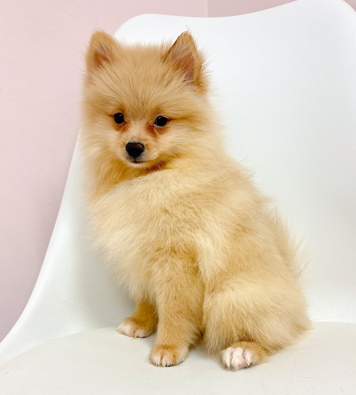 Leo- Male Pomeranian