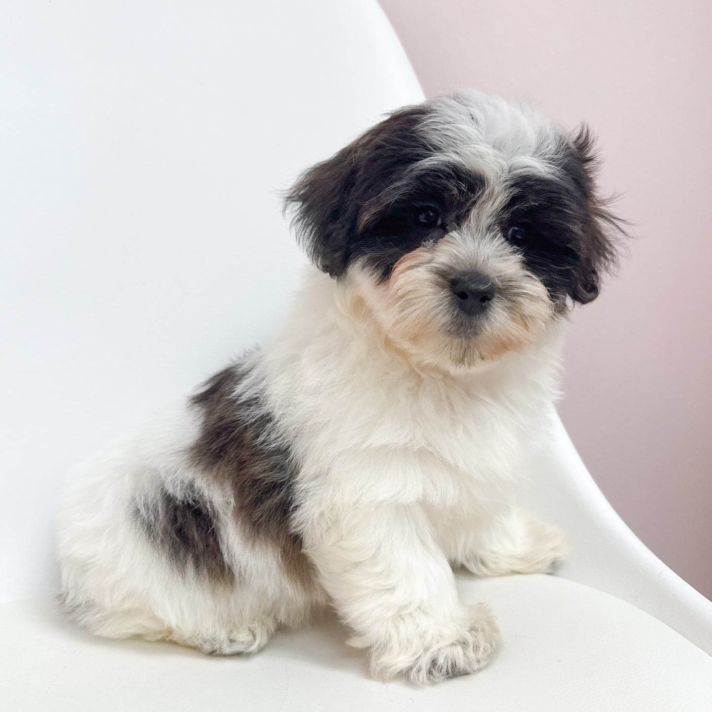 Spout- Male Teddy Bear