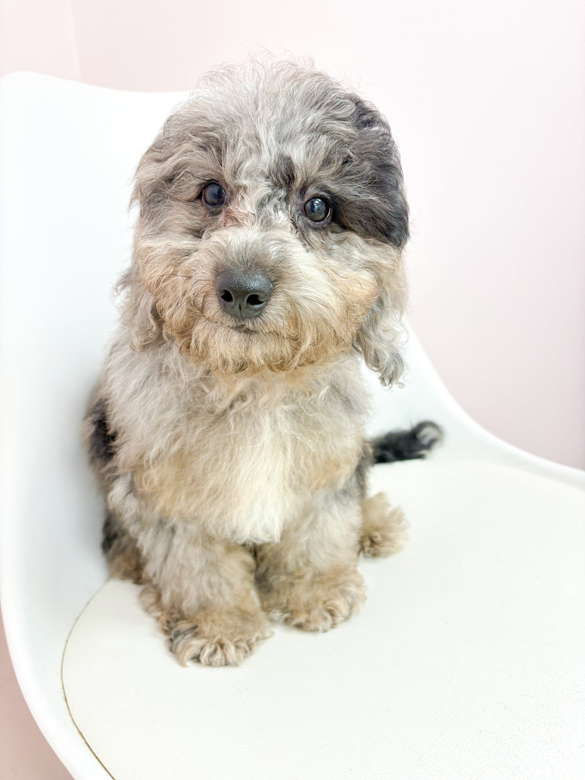 Jasper- Male Mini Goldendoodle