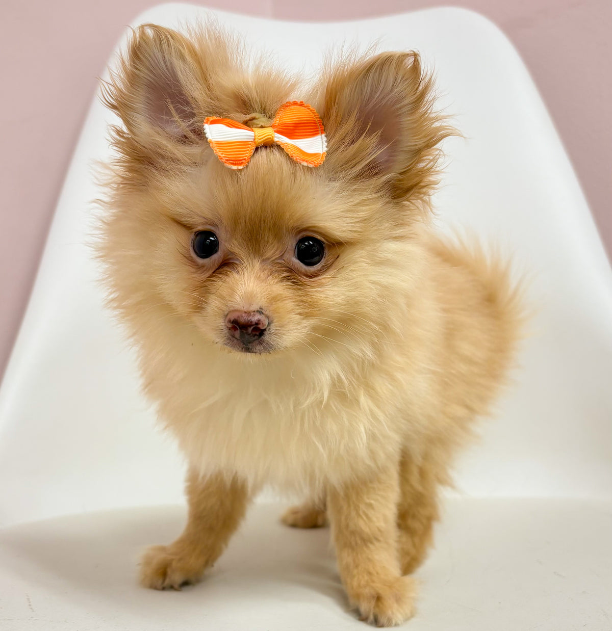 Poppy- Female Pomeranian