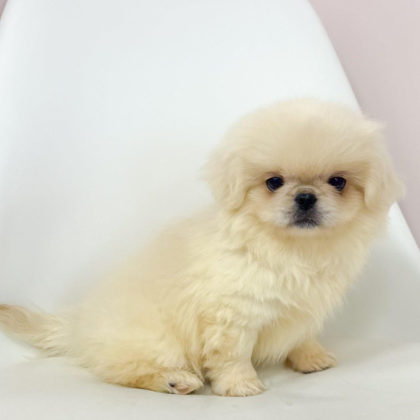 Louie- Male Pekingese