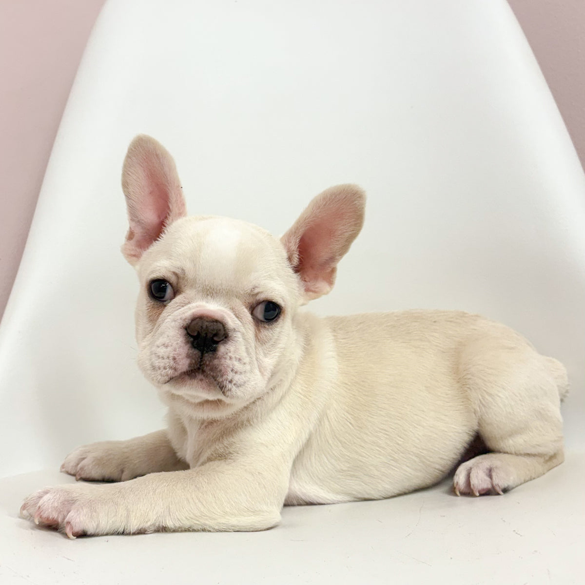 Lenny- Male French Bulldog