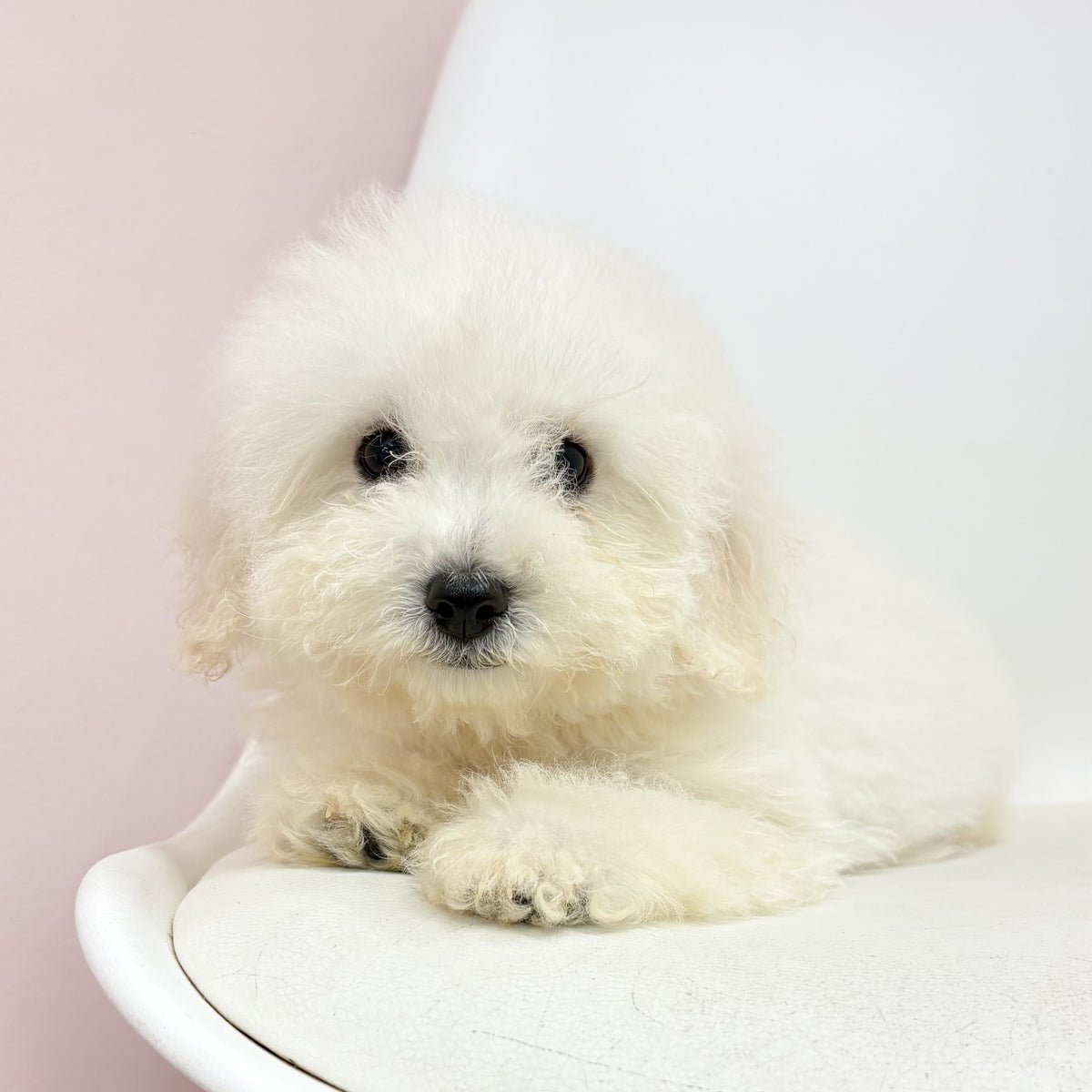 Beau- Male Bichon-poo