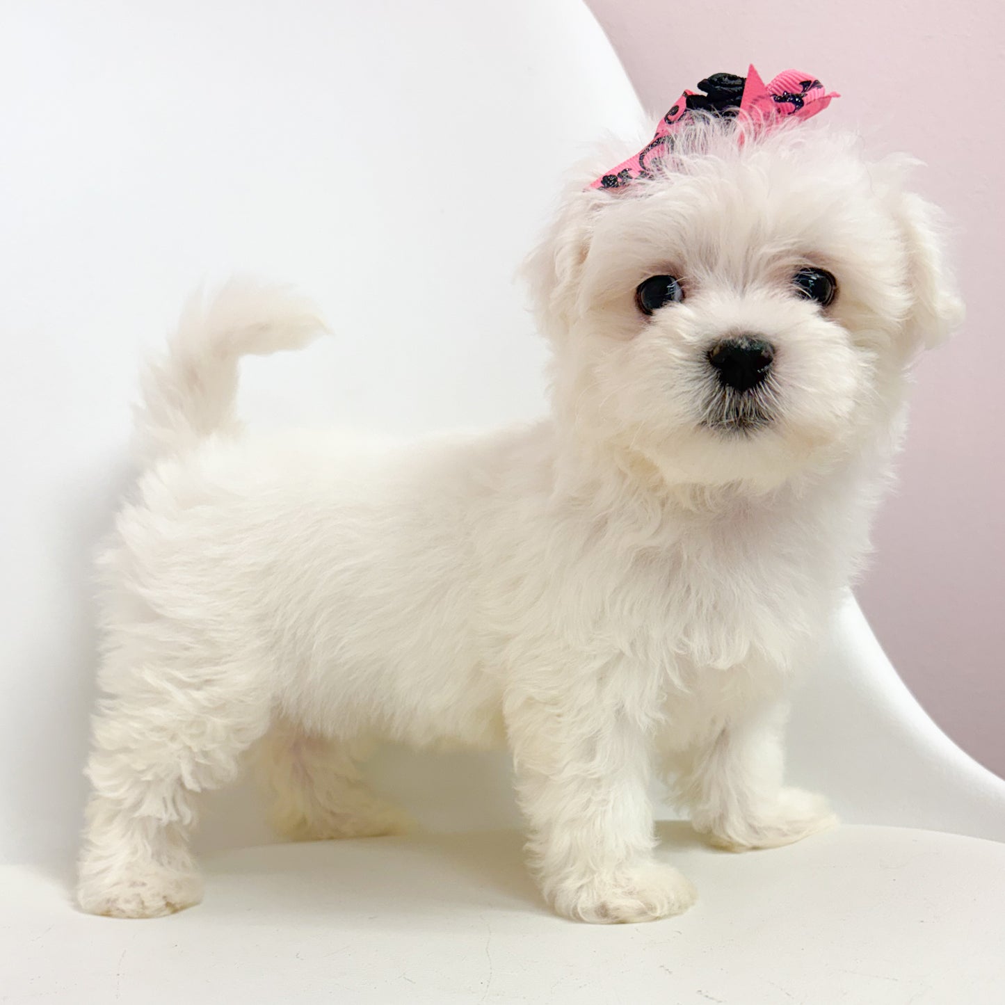 Daisy-Female Maltese