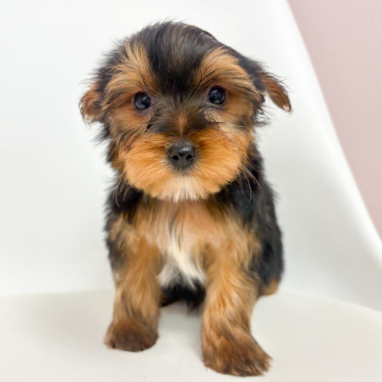 Jackson-Male Yorkie