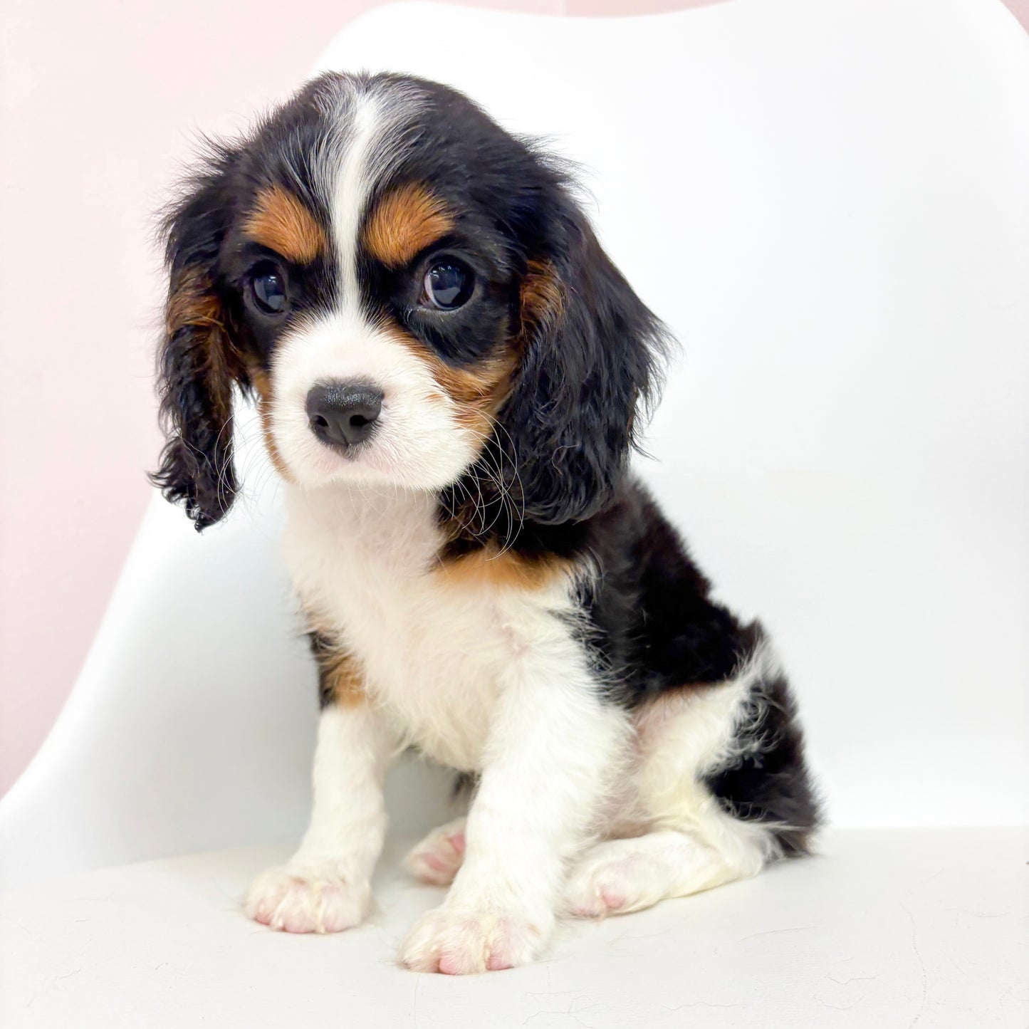 Bandit- Male Cavalier King Charles Spaniel
