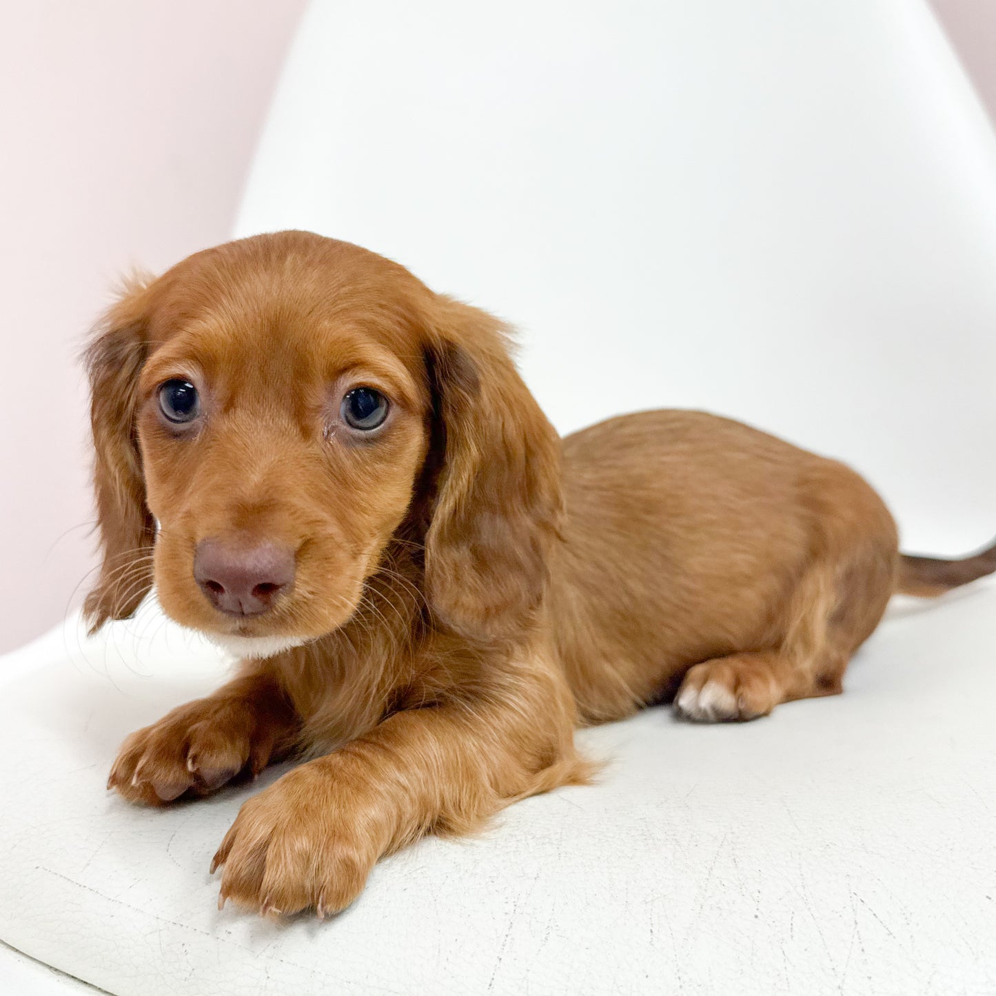 Rudolph - Male Mini Dachshund