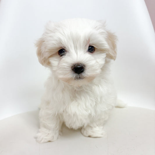 Casper- Male Maltese