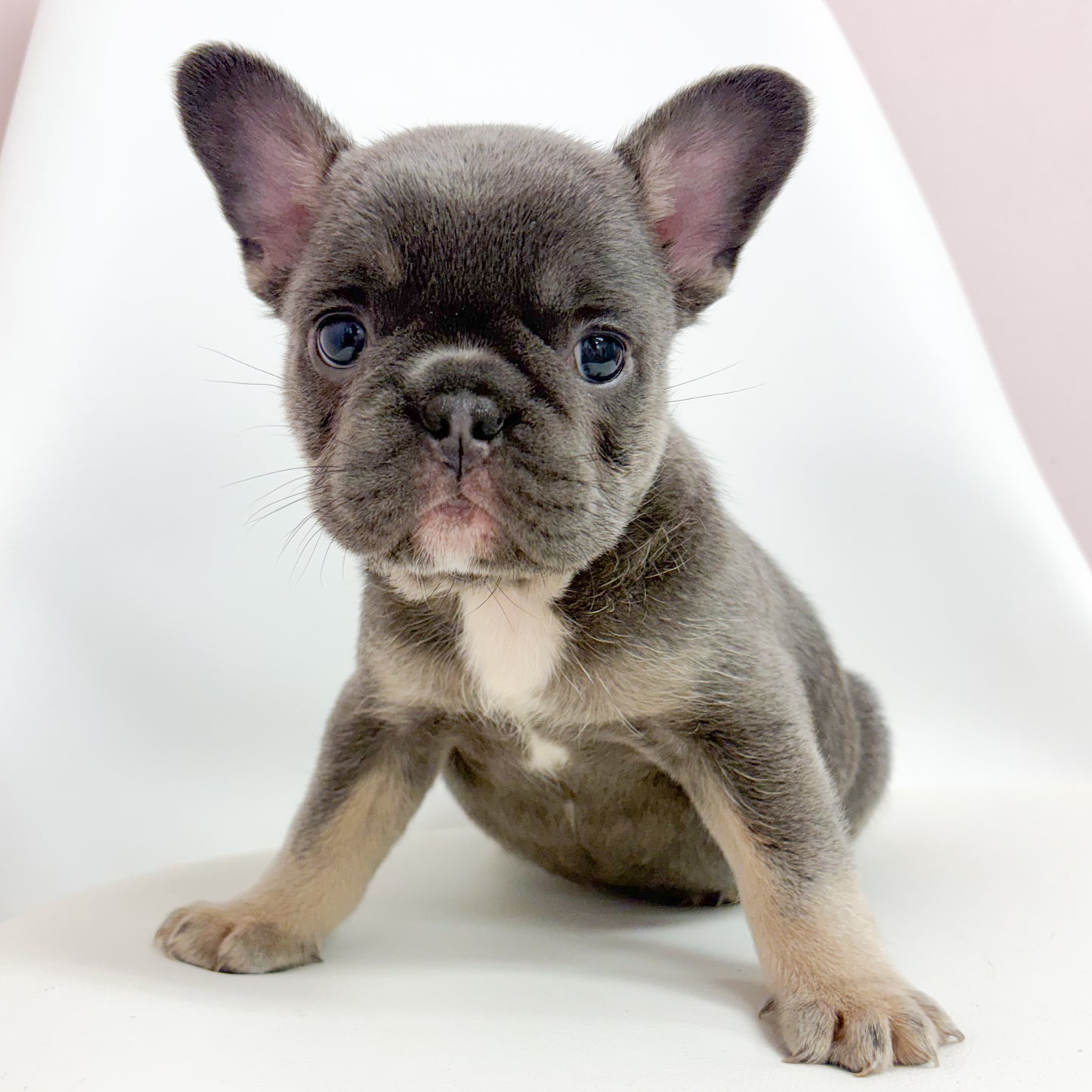 Diva- Female French Bulldog