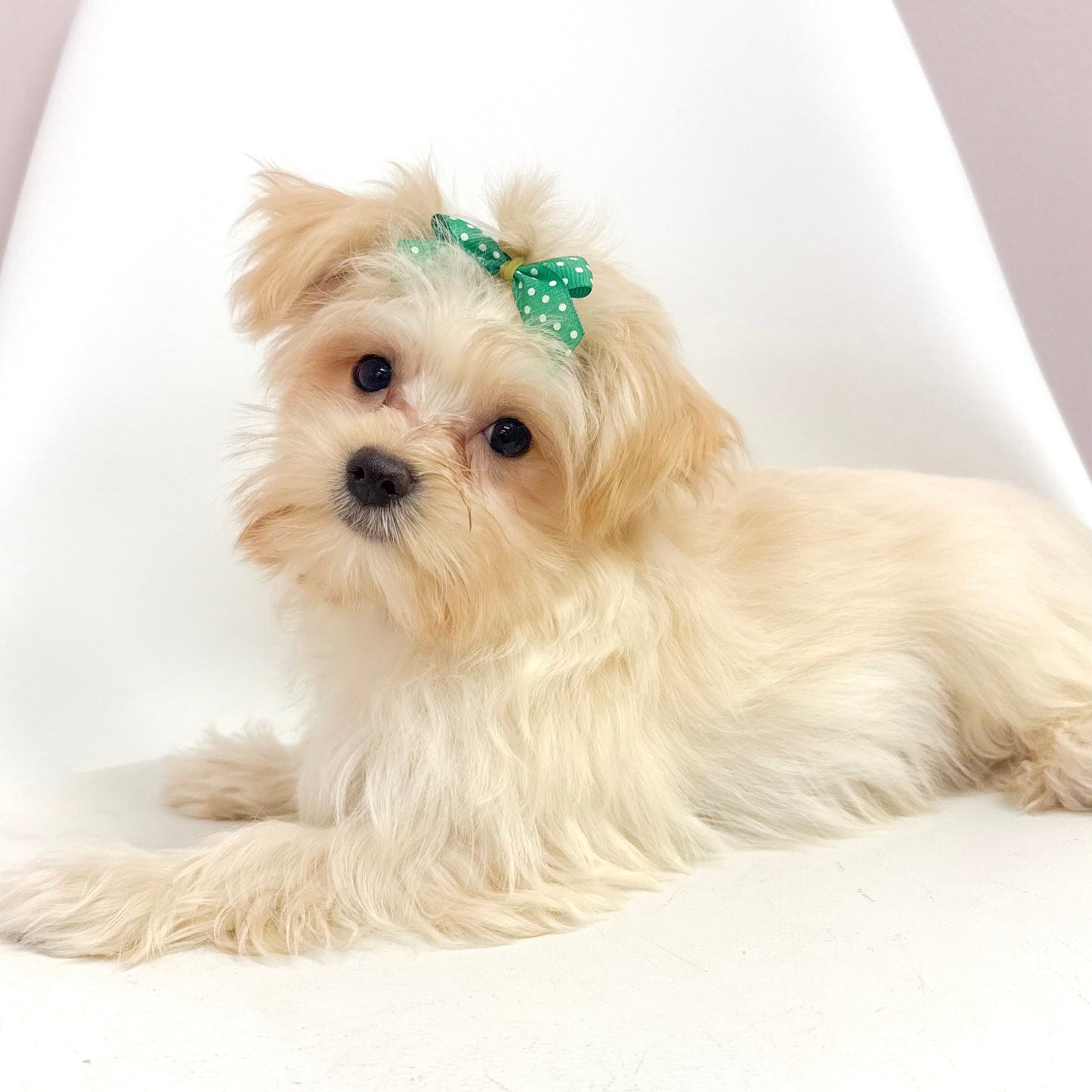 Missy-Female Morkie