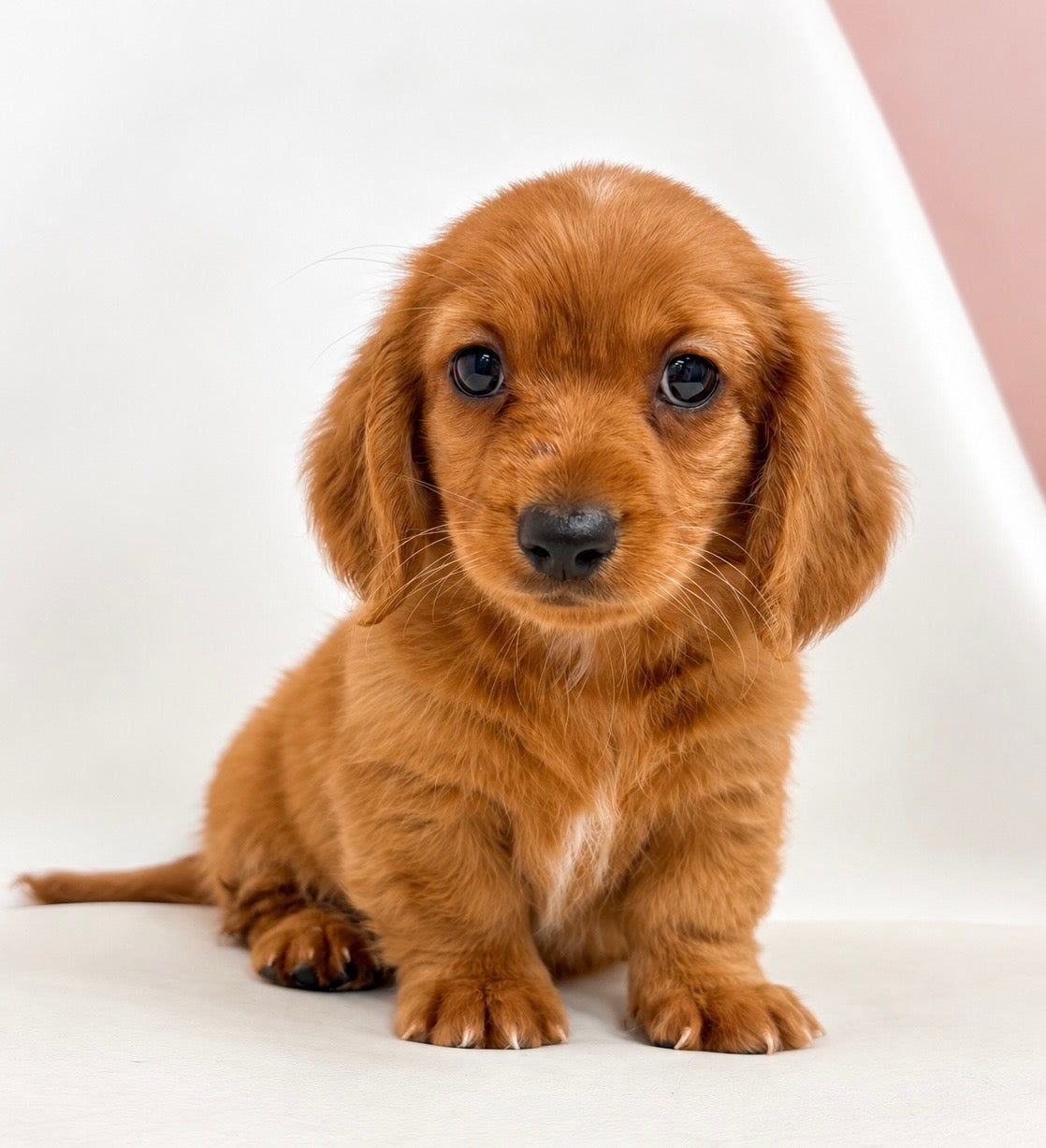 Rusty- Male Mini Dachshund