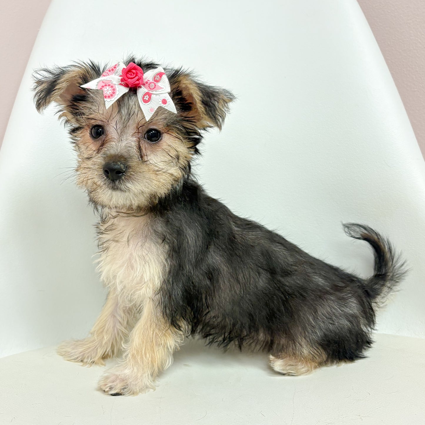 Izzy- Female Silktese