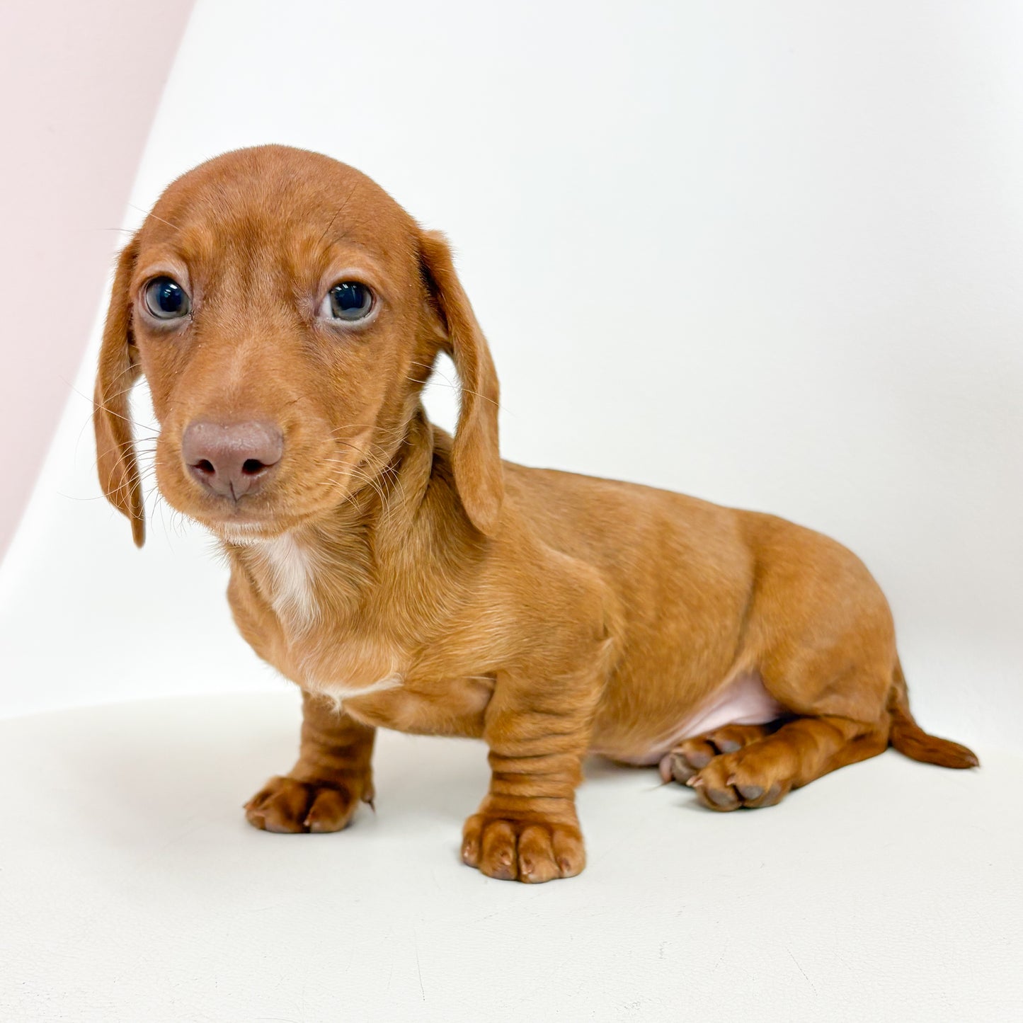 Smooch - Male Mini Dachshund