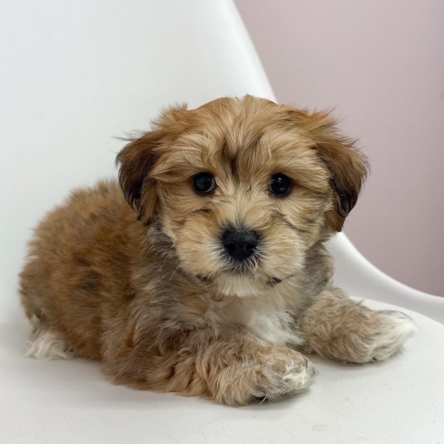 Hopper-Male Teddy Bear