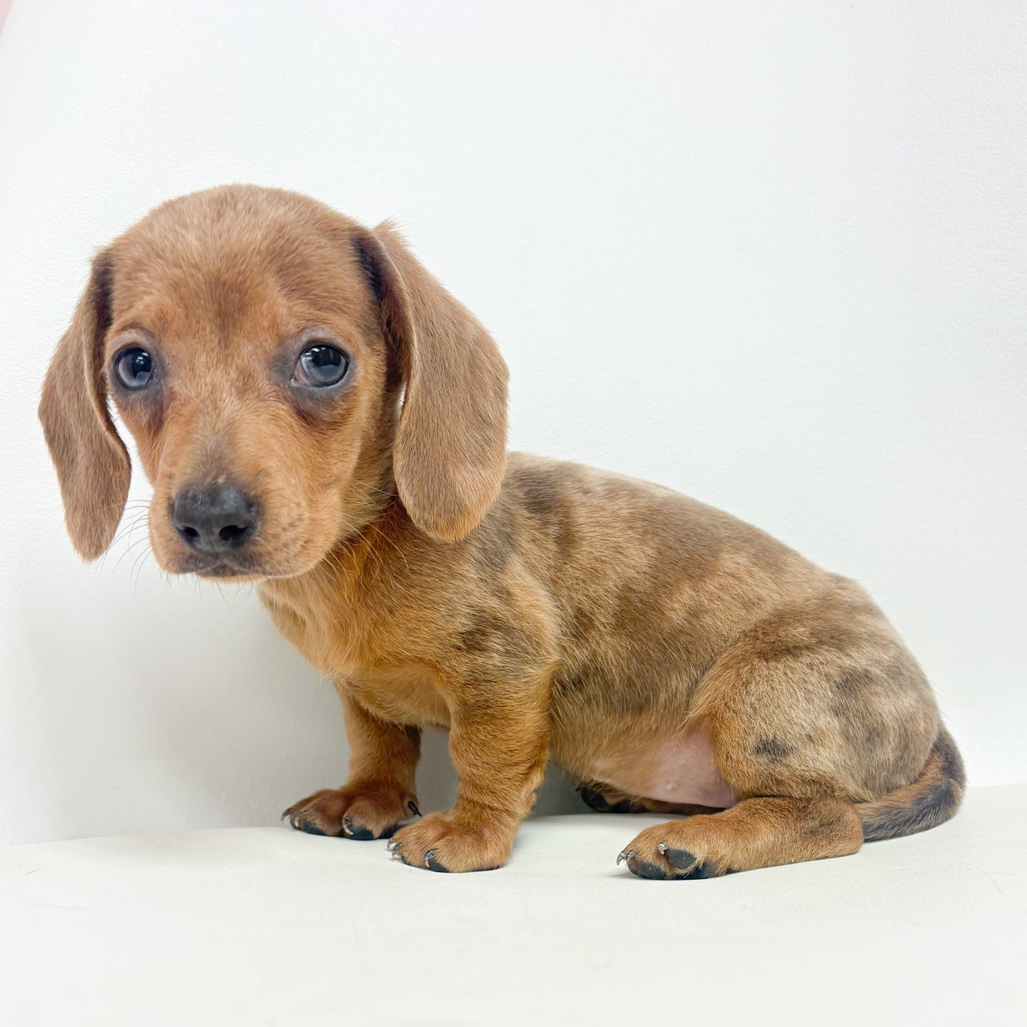 Dottie-Female Mini Dachshund